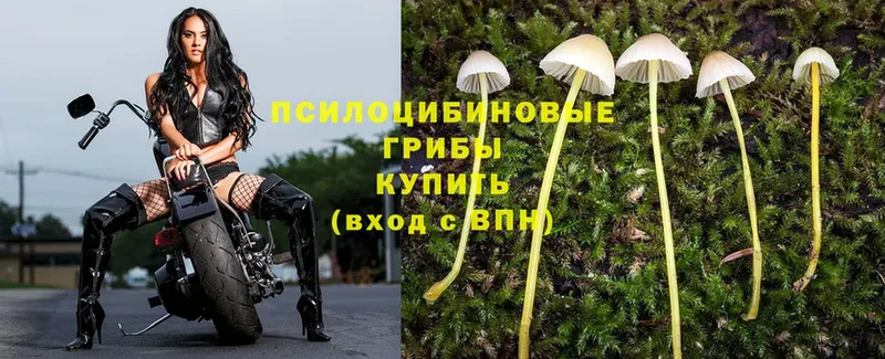 Галлюциногенные грибы Psilocybe  mega ссылка  Гатчина  где купить наркоту 